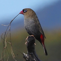 Beautiful Firetail